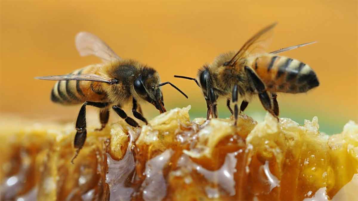 Problemas que puede ocasionar el consumo de miel cruda en el organismo. 